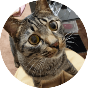 ご飯をねだる猫